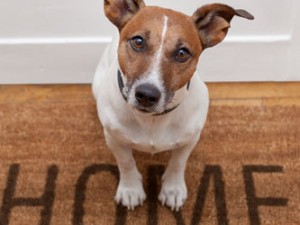 Selling Your Home When You Have Pets – Five Top Tips